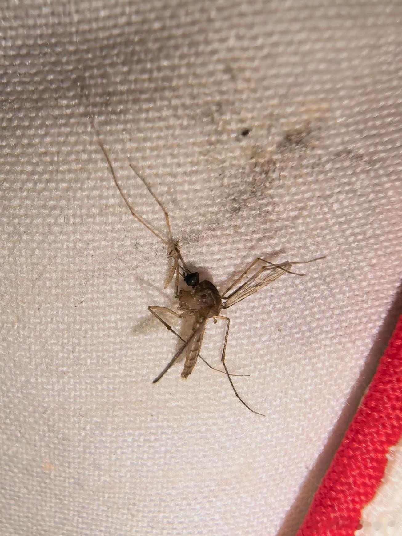蚊子尸体🦟 ​​​