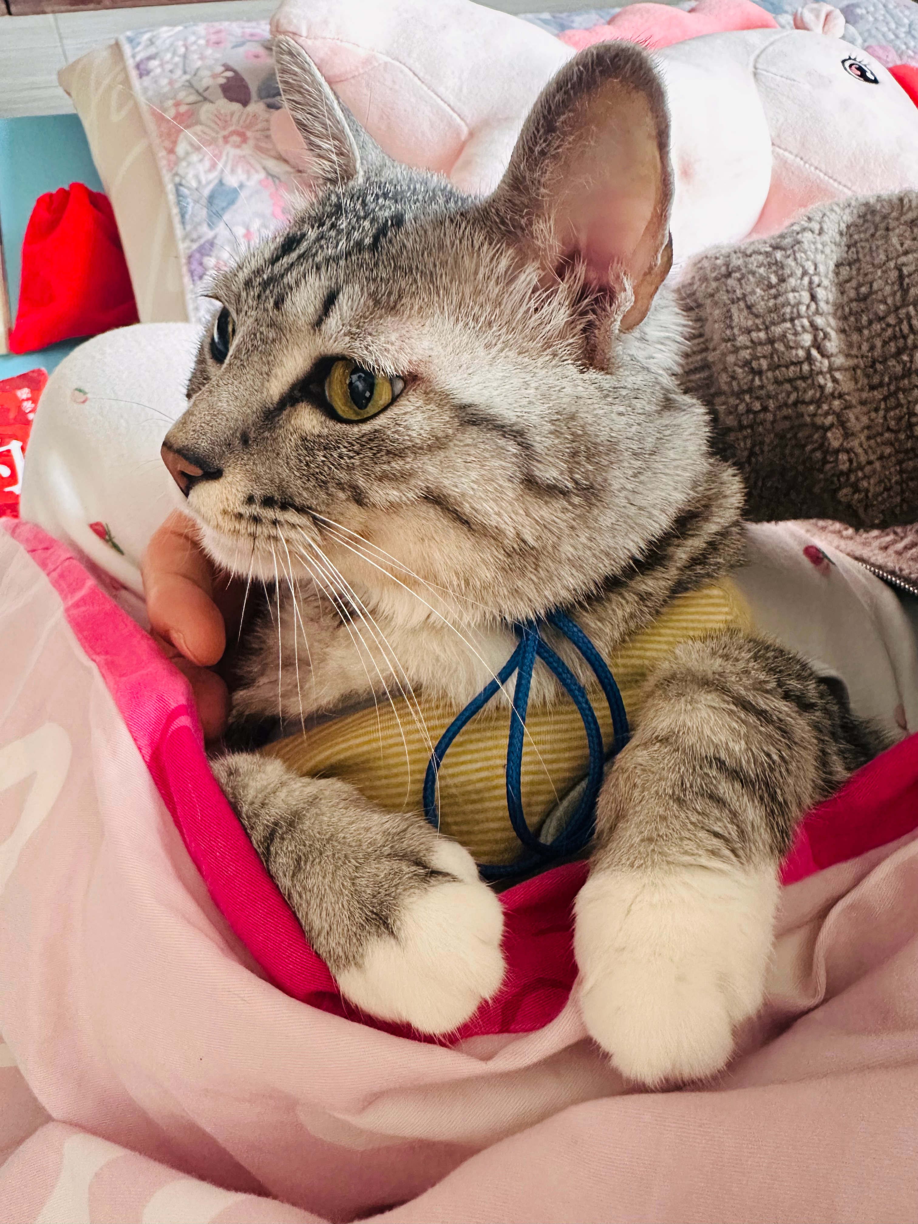 不是秋天催熟了麦子，而是，那个时候最恰当。 