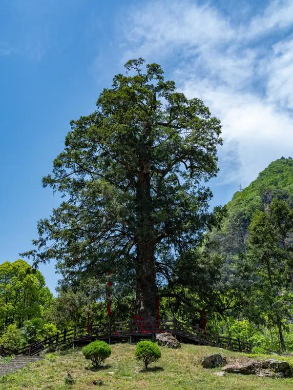 山中易见千年树，求下联世上难寻百岁翁。