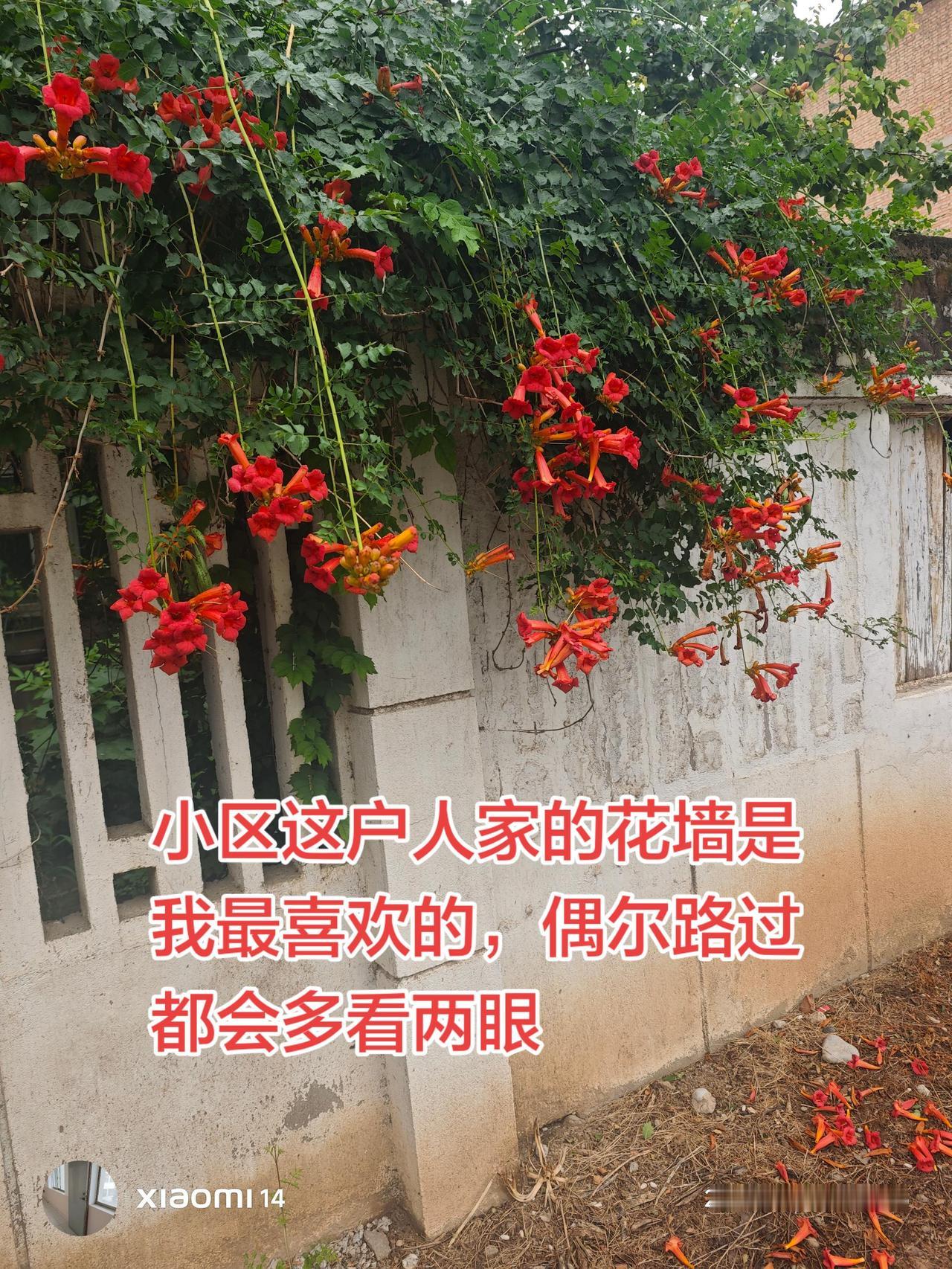 买了好几次凌霄花都没养活，没想到小区有这样的东西。太喜欢这户人家了，不仅有杏子，