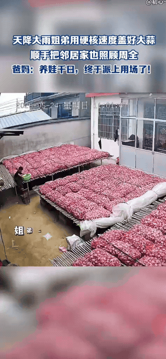 骤雨突至，姐弟盖完自家大蒜，还帮邻居遮盖

突然下起大雨，院里晾晒着大片大蒜。姐
