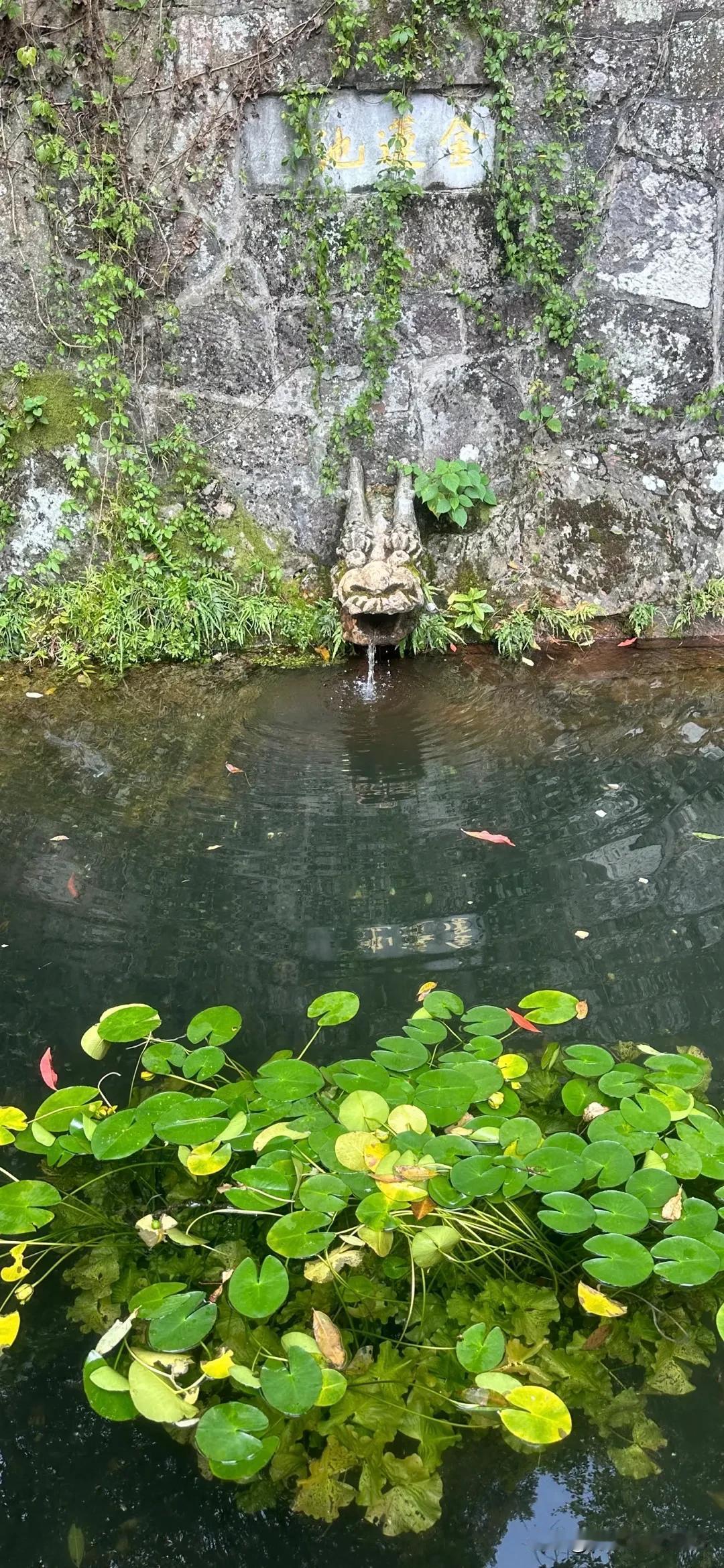 重阳节登北高峰

金莲池大名鼎鼎，传说取韬光寺金莲池的泉水治病，效果极为灵验。