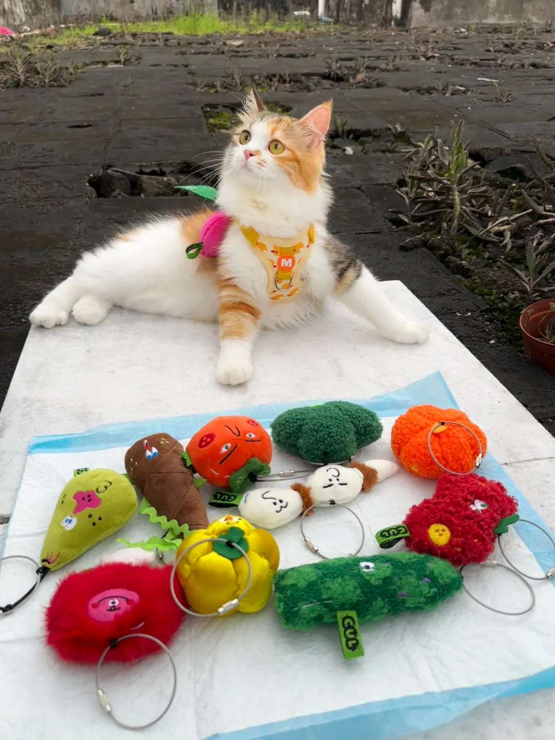 小猫这个姿势可以吸引到顾客吗