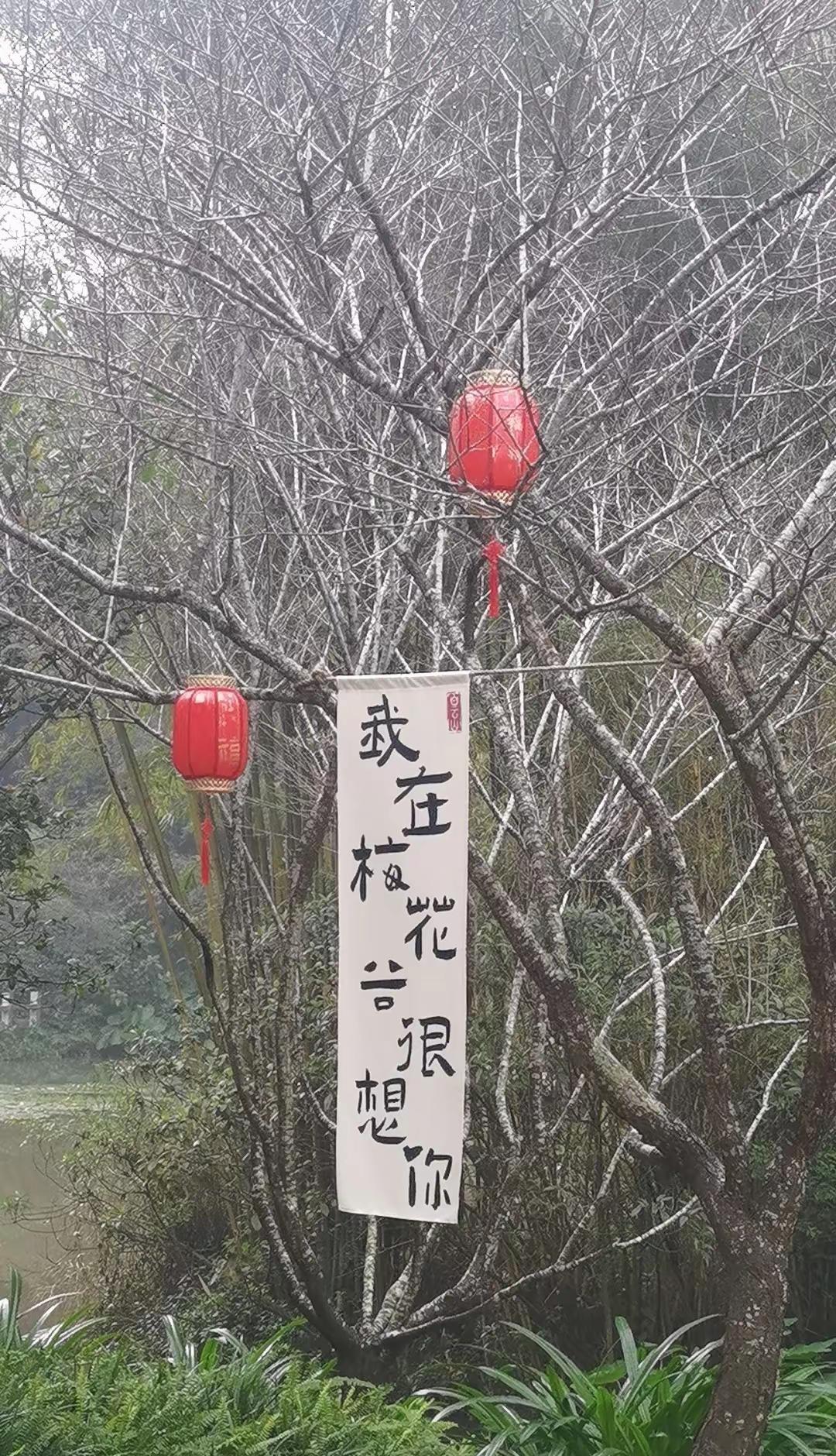 听说梅花谷的梅花开了，这个周五有没有一起去欣赏的放空心灵