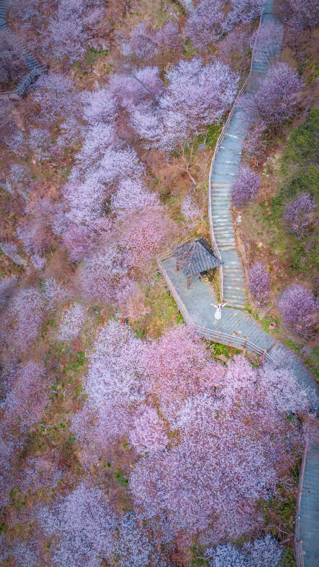 🚗武汉1.5h！漫山野樱花美到失语❗️附攻略