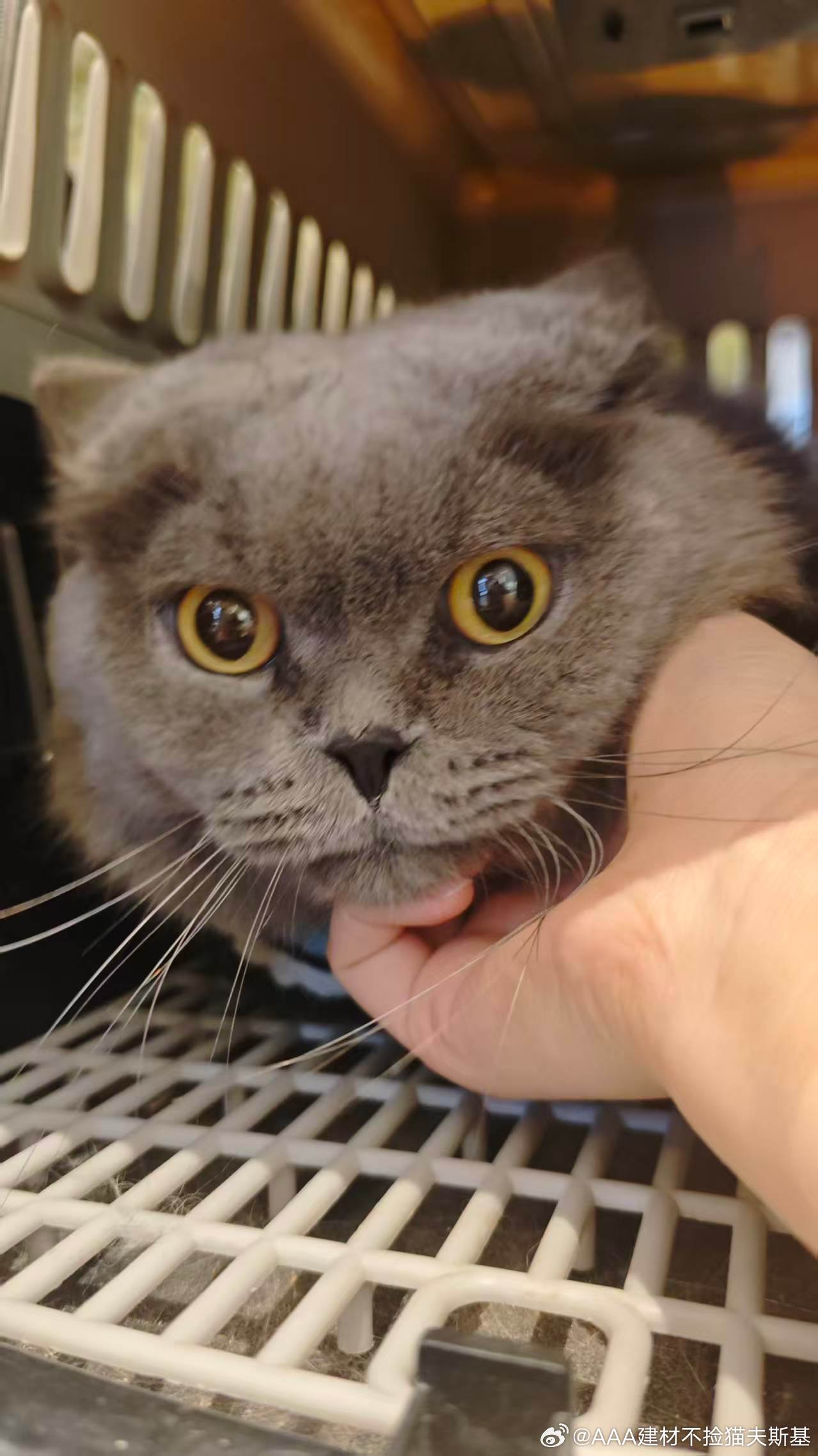 南京猫咪领养