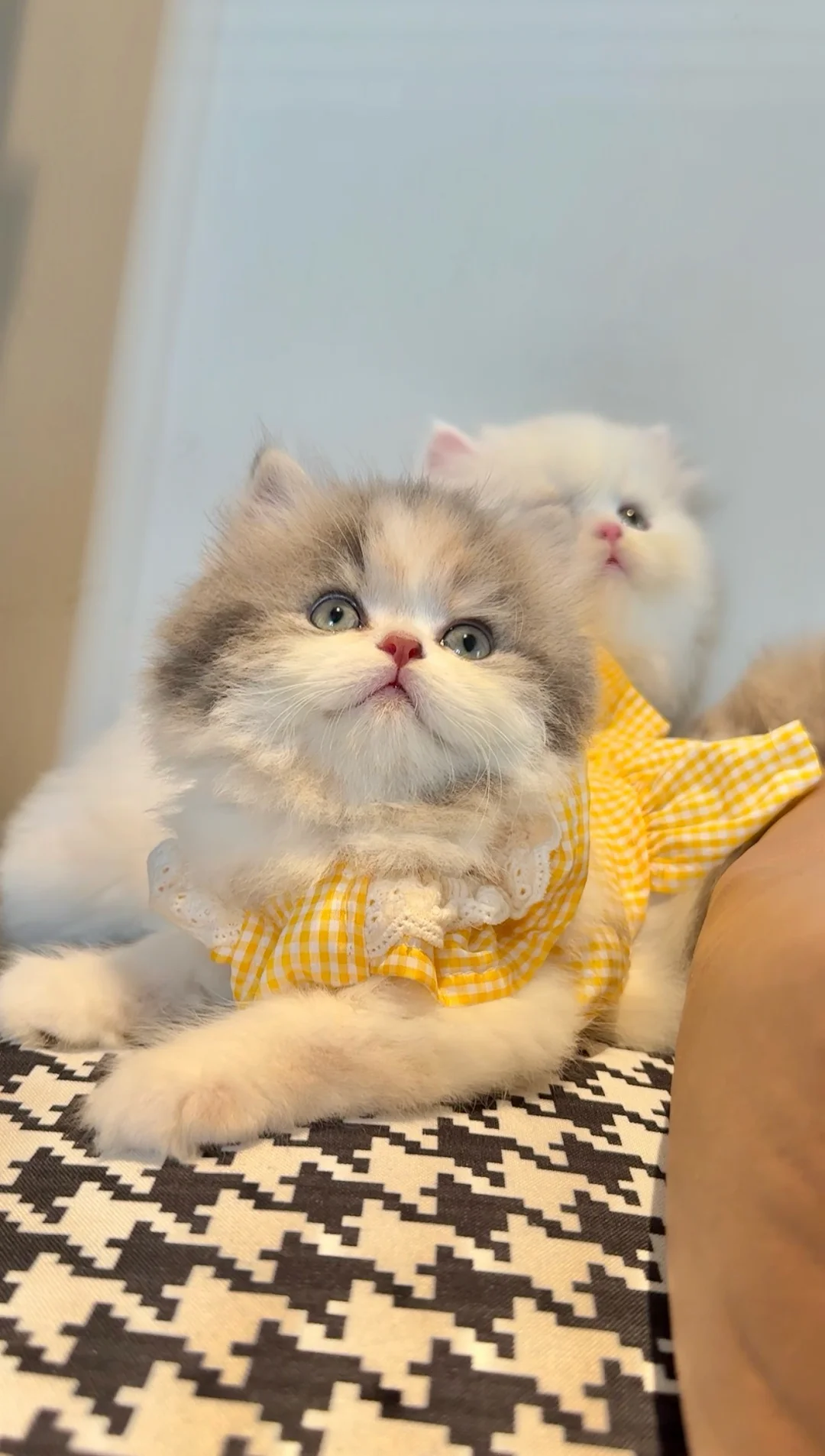 我宣布：三花才是猫届甜妹课代表