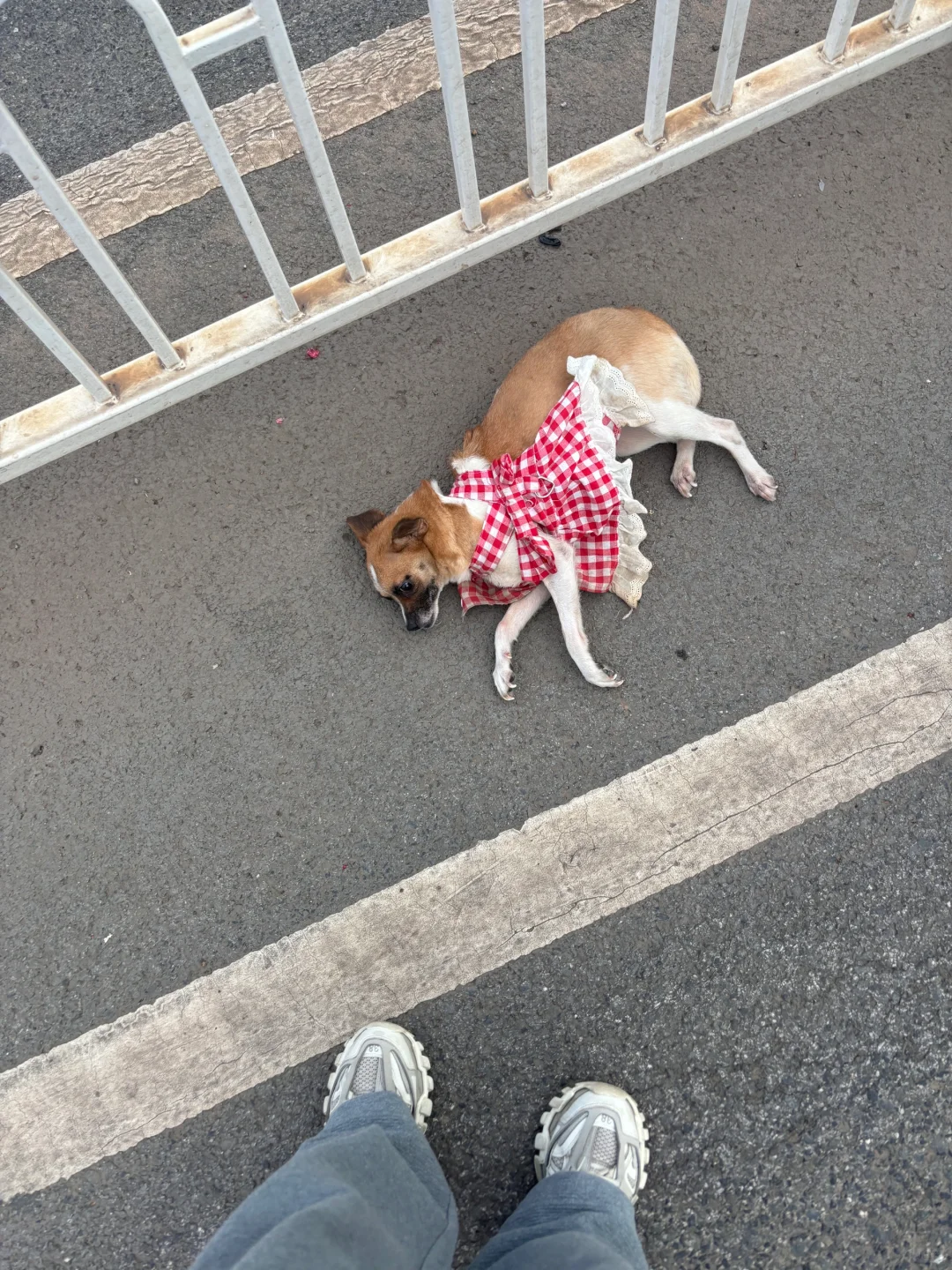 下辈子还是别做小狗了