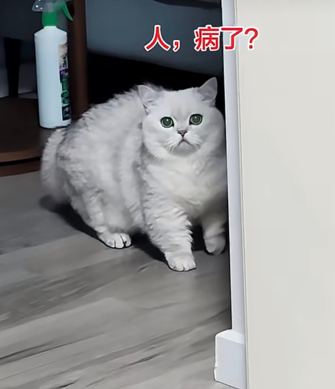 久病床前无孝咪人：你退半步的动作认真的吗？ 咪：我对你最后的疼爱，是手放开 