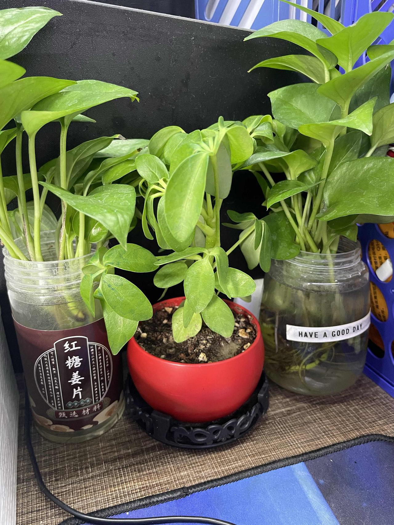 今天又是爬楼梯的一天，最近这两天有点放纵了，体重又涨回了2斤，感觉整个人都沉重了