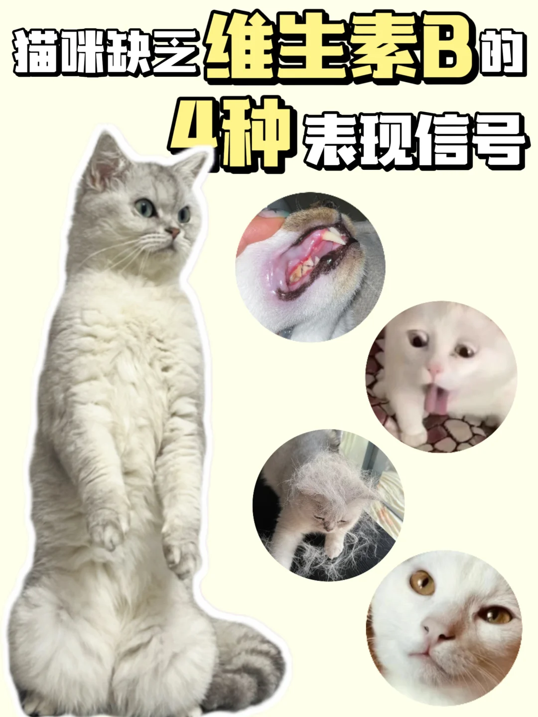 替你们试过了❗猫咪维生素真不是智商税