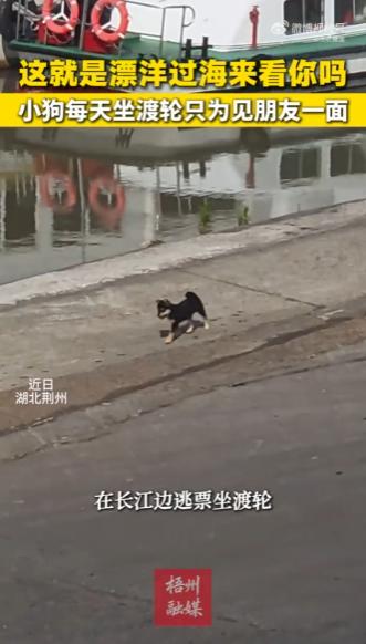 世界之大无奇不有！湖北荆州，一只毛色乌黑、眼神机灵的小黑狗，为了能天天和长江对岸