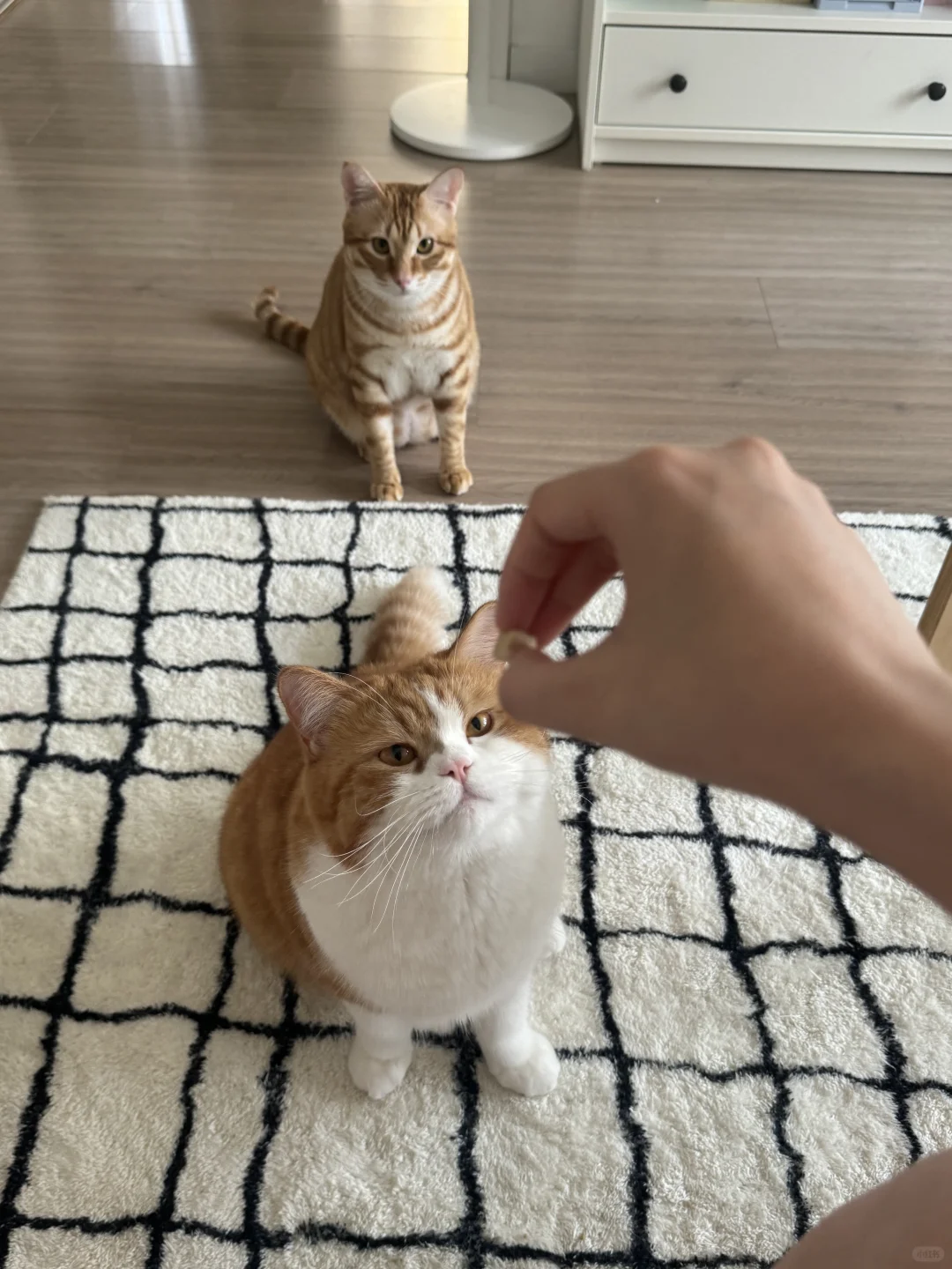 一大早的排队等投喂