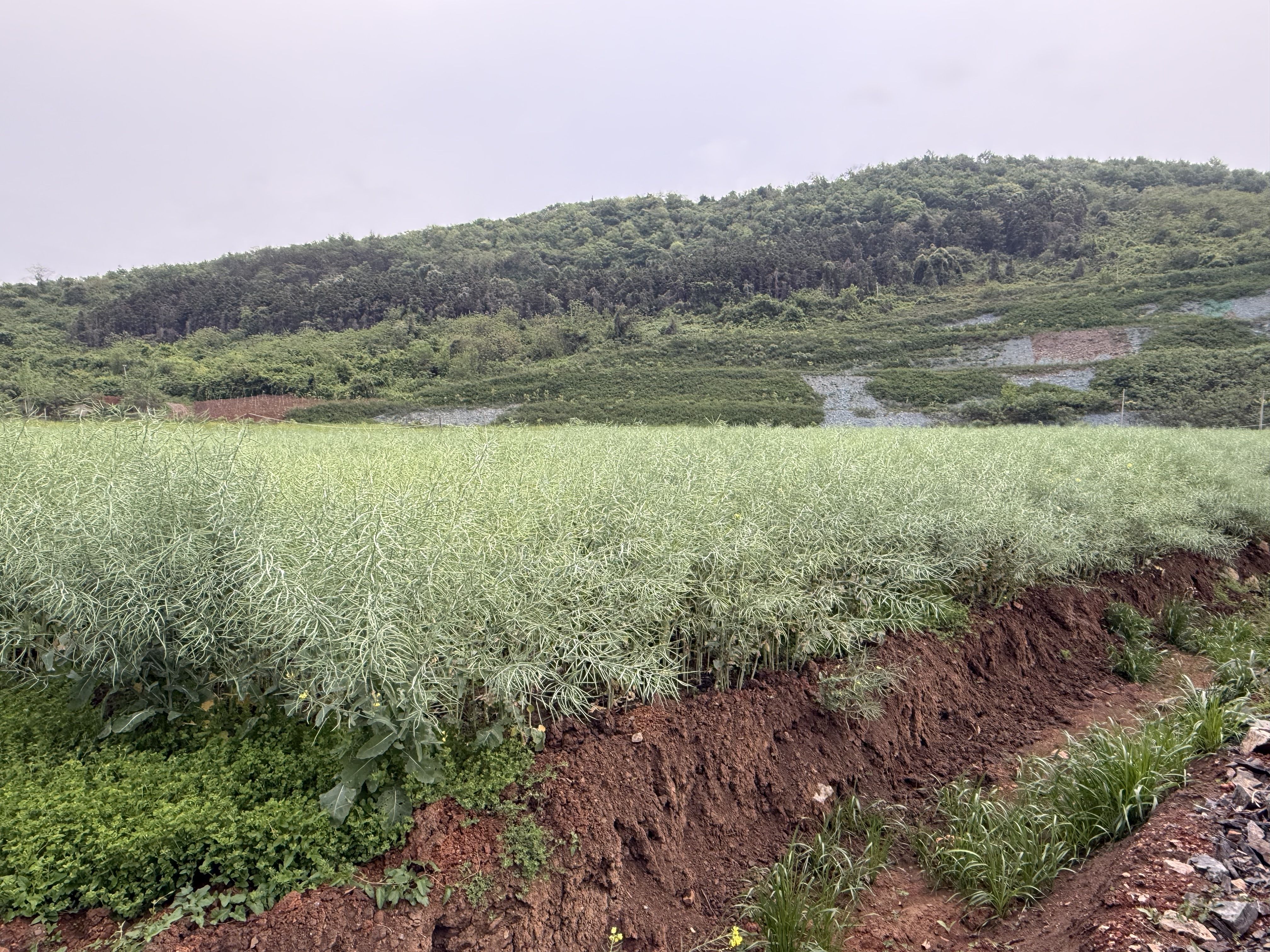大地“伤疤”愈合，荆门矿区重生