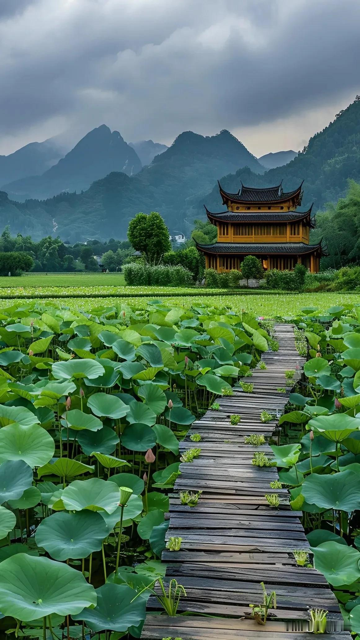 #秋日生活打卡季##随手拍荷花分享# #荷花风景图分享# #随手拍荷塘小景# #