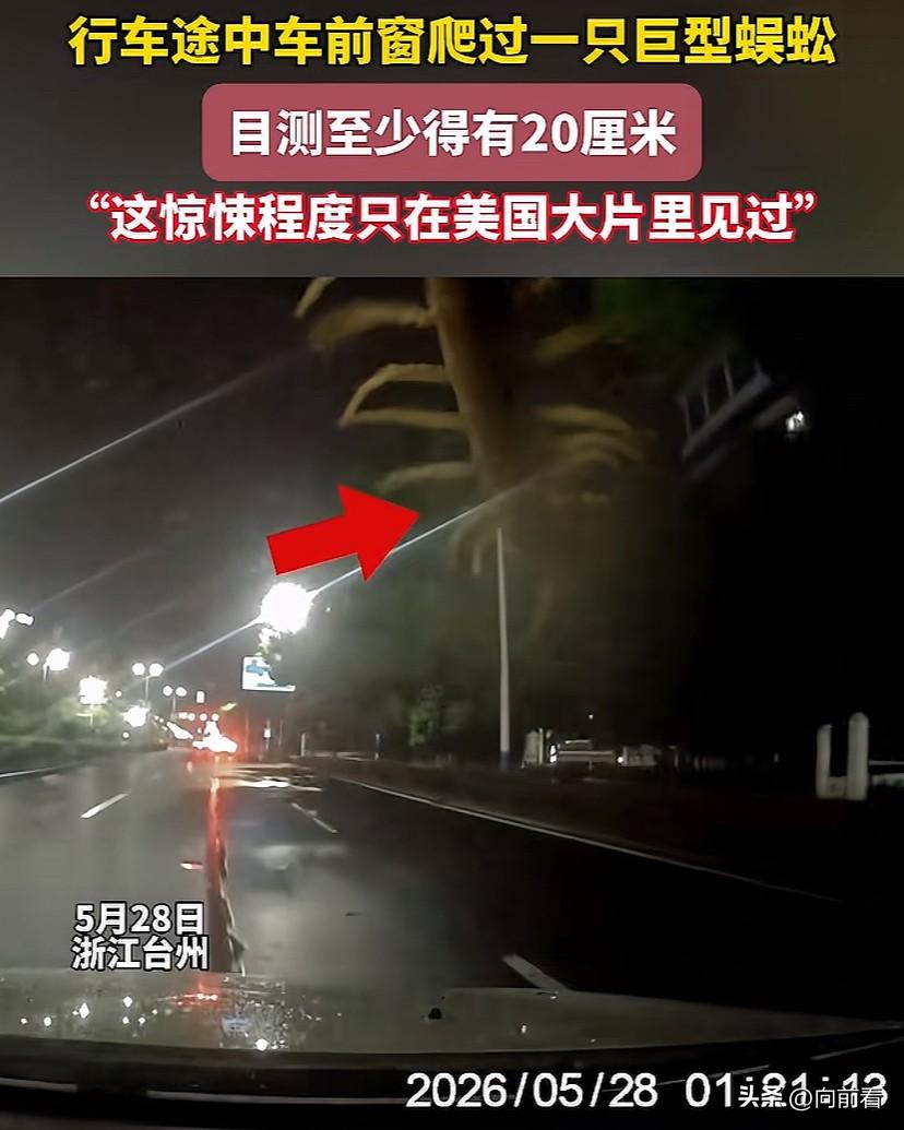 太渗人了！这么大的蜈蚣还是头一次见，这是成精了吗？

5月28日凌晨，浙江台州一
