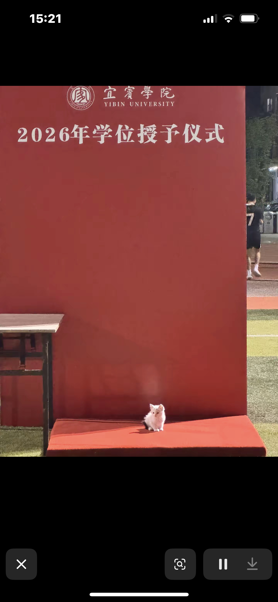 猫咪参加2026年学位授予仪式