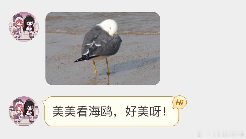 鸥鸥的回眸 ​​​