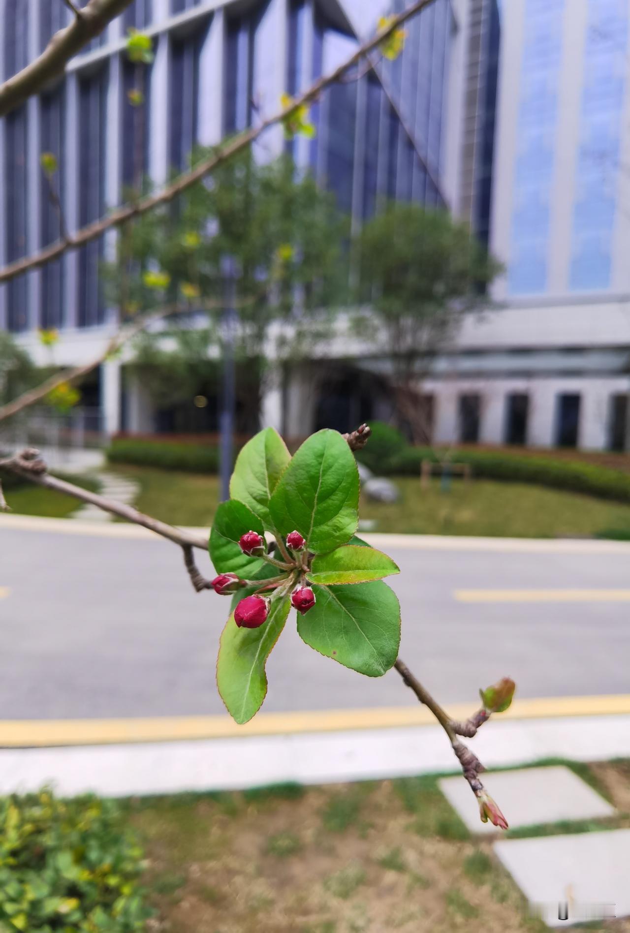 芽满枝，待花开。
一树新芽，满眼春意。
渺小，却充满力量；
安静，却无比倔强。