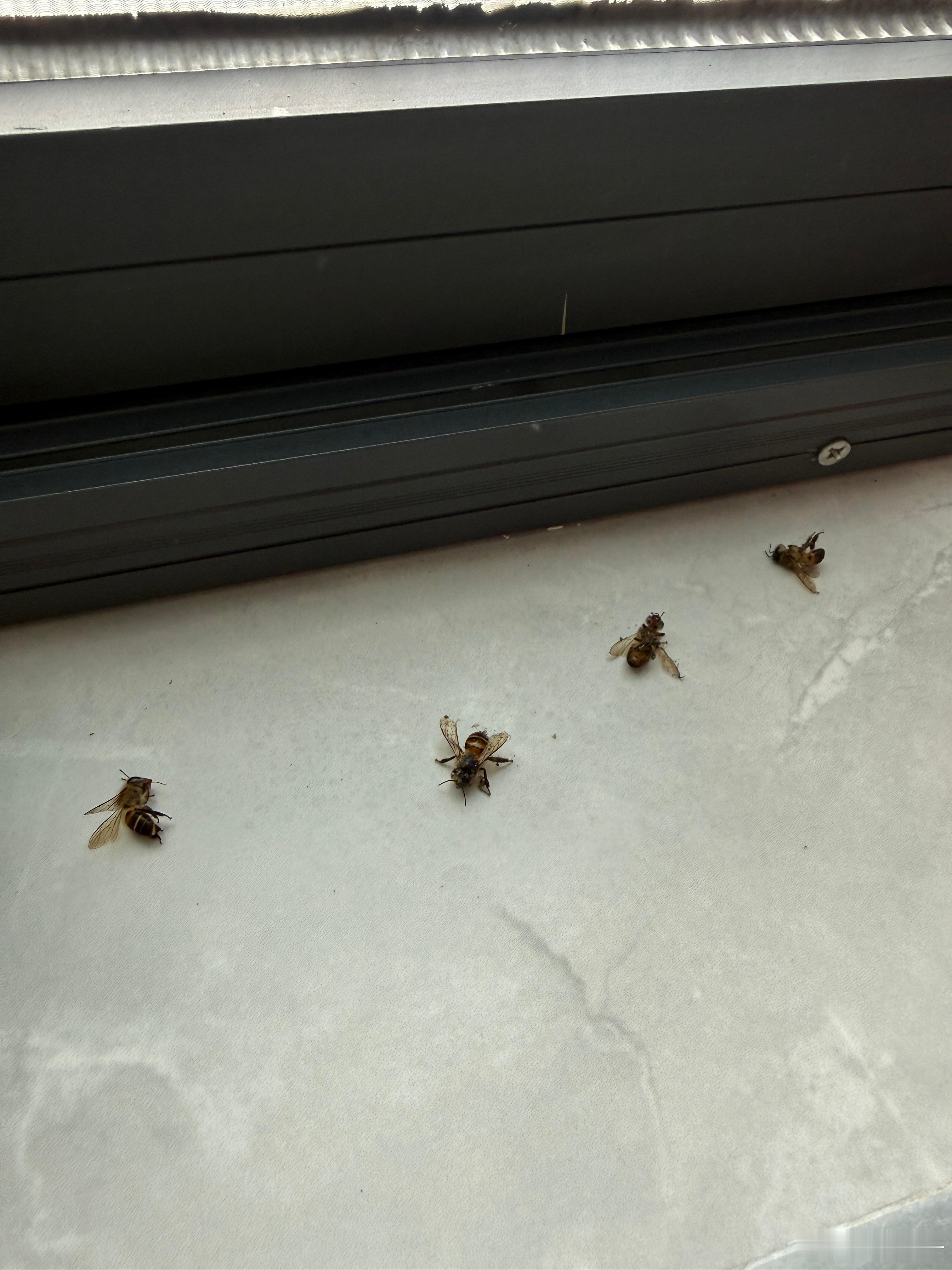 前阵子家里买了蜂蜜（密封性很好），然后每天都会有3-4只蜜蜂死亡在厨房，最疯狂的