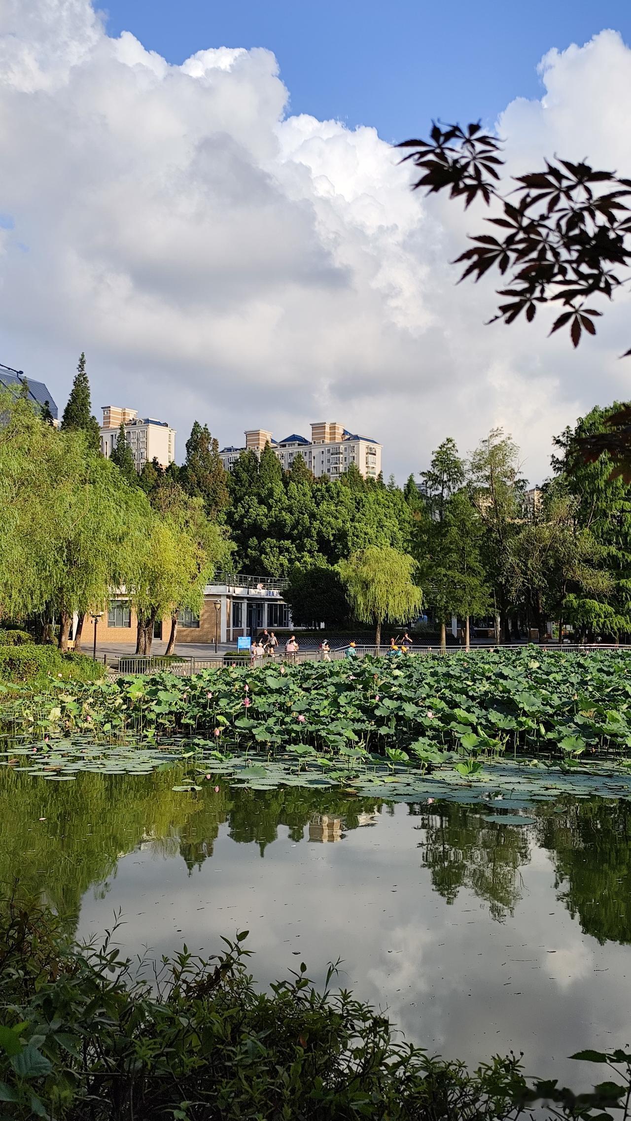 分享你随手拍的风景夏日公园景色美