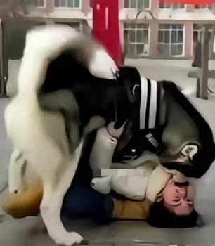 这事儿听起来就离谱！在学校门口，一个女的被狗咬住嘴，满嘴是血还喊“儿子，我是你妈