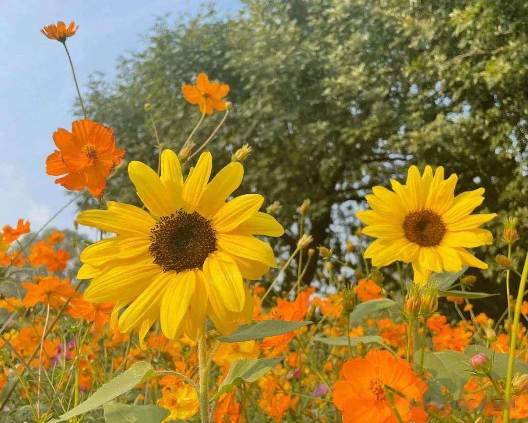 #秋之童话# 
一个转身，夏天变成了故事；一个回眸，秋天已成了风景。