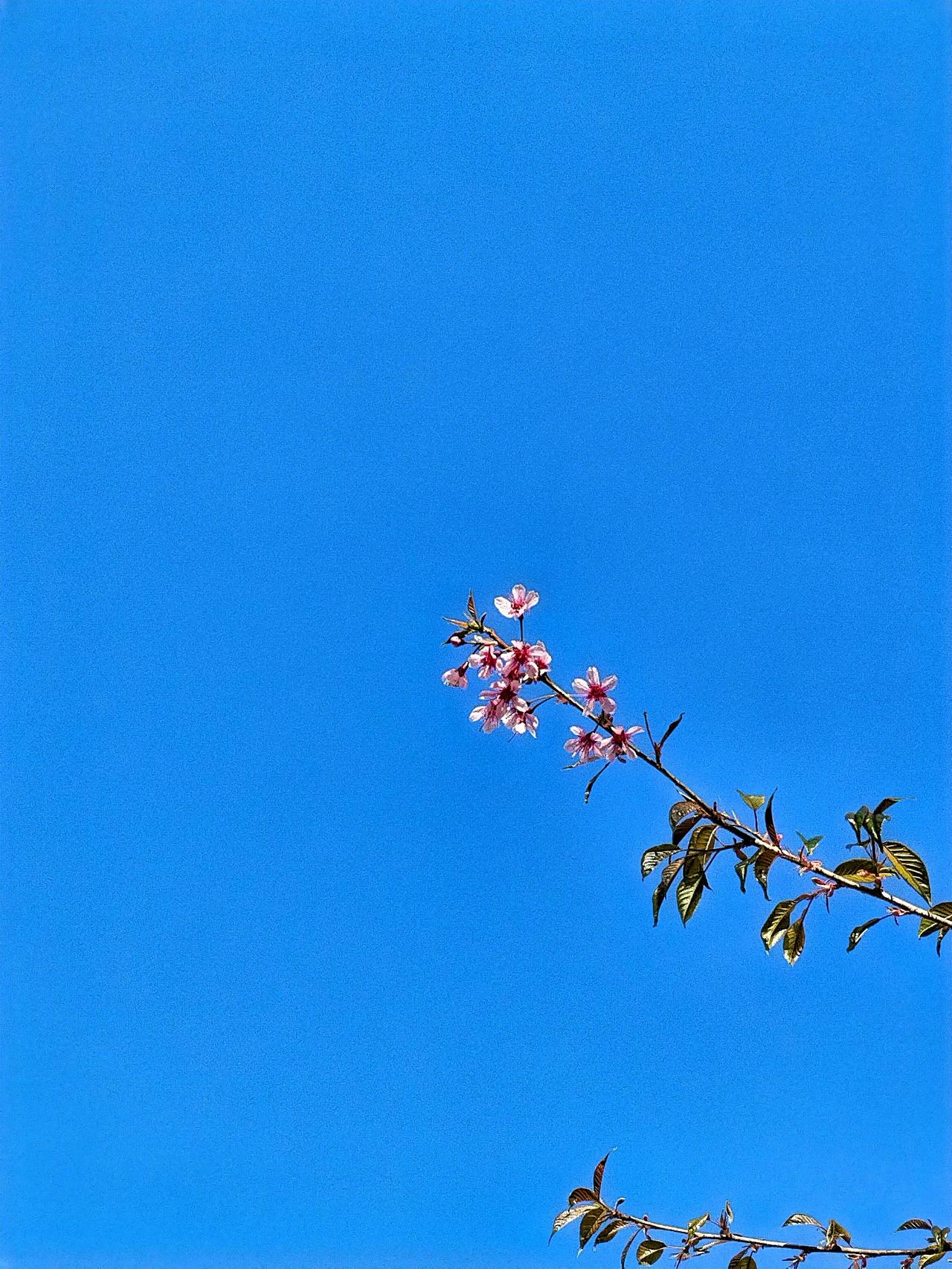 我没分享图片的功能，但我能想象出那画面有多美。就像“山东邂逅美”摄影大赛里拍到的