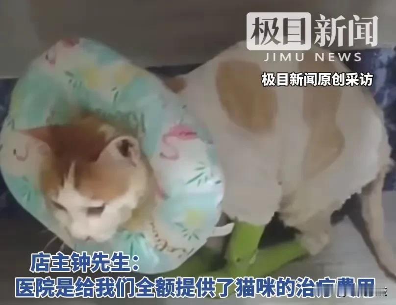 戳这里👉🏻快来看看你能抽到什么签文吧~
看到掉入火锅的猫咪去了喵星，对于爱猫