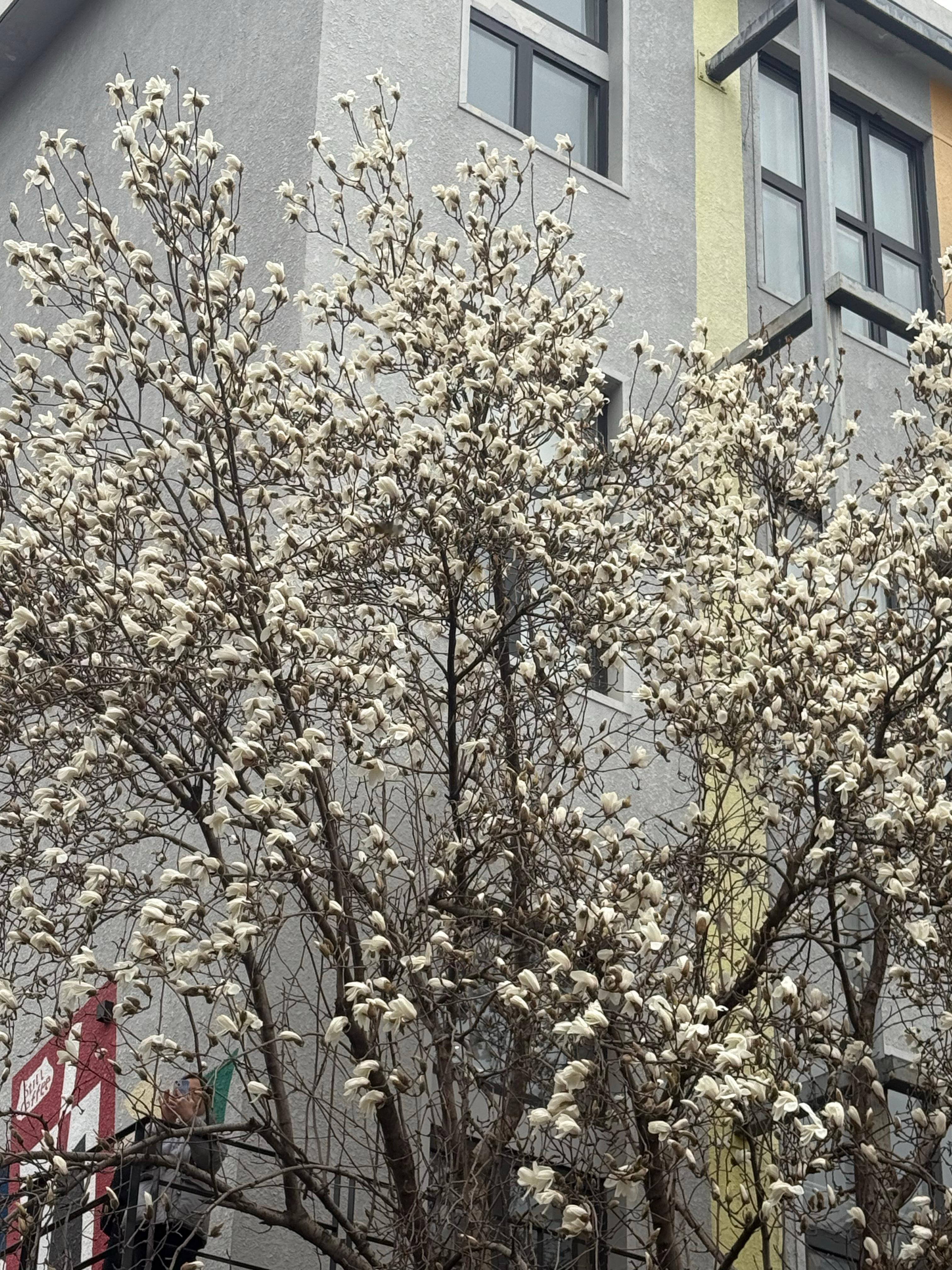 花花花花花北京花花花花花开花喽💐 ​​​