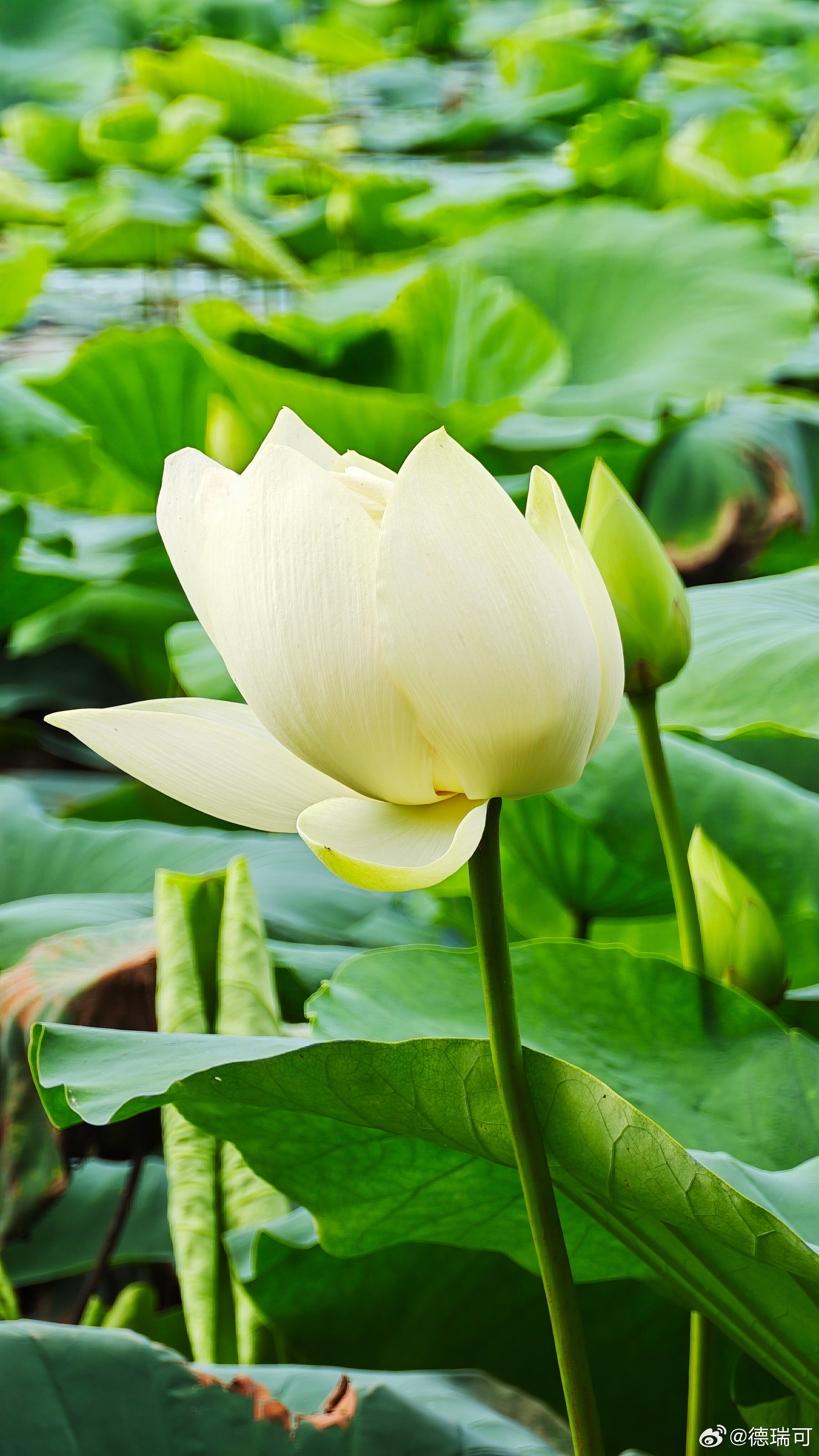 根在黑暗中纠缠，花在光明里孤独 