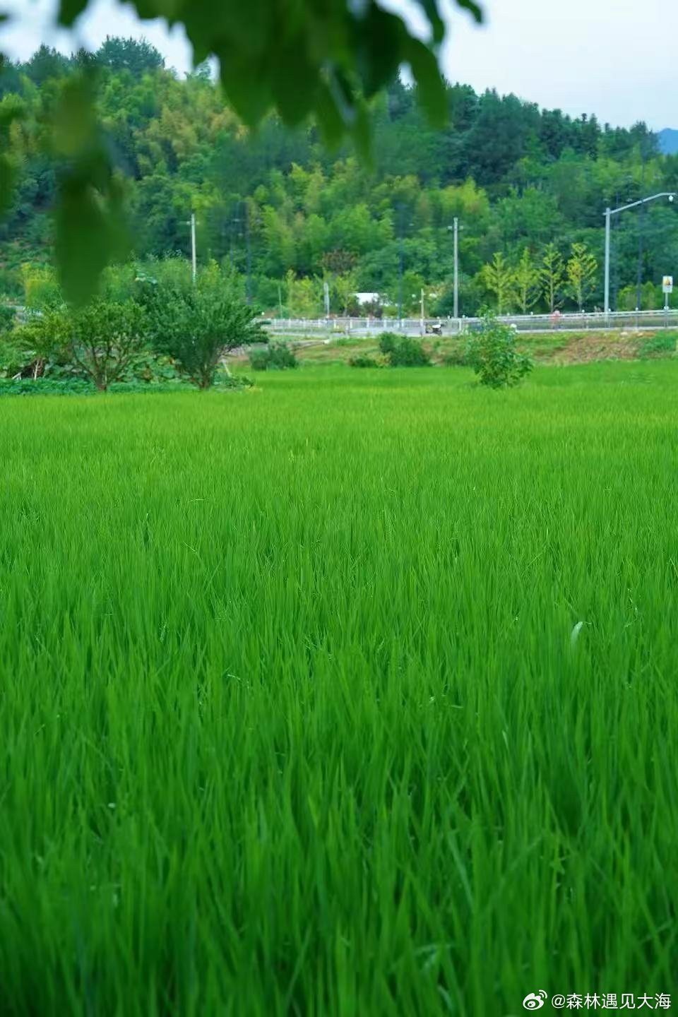 去浙江松阳做一日画中人六月的风，吹绿了松阳的田野。🌾在这里，时间仿佛被按下了暂