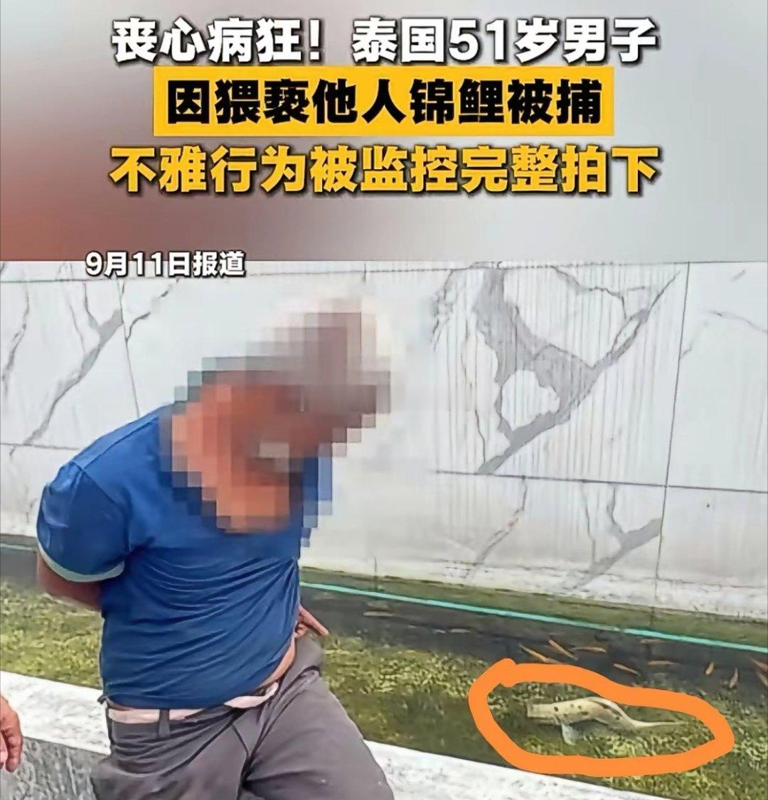 鱼儿的眼泪谁懂？泰国一男子因猥亵他人锦鲤被捕。这个世界每天都在开盲盒，我也以为我