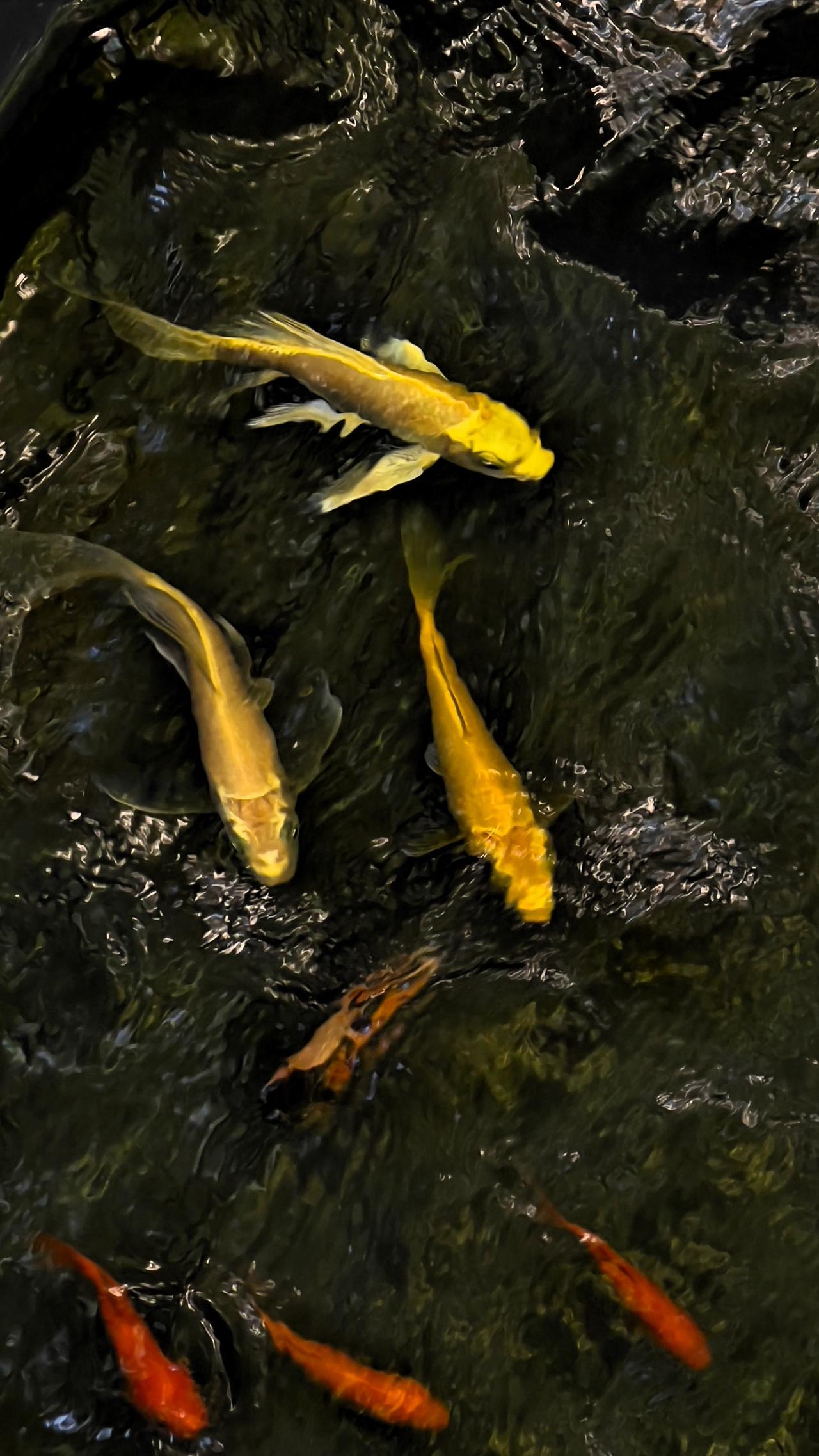 【原创】室内小鱼池：金鳞闪耀，锦鲤悠游，静享水下世界的宁静与美丽。