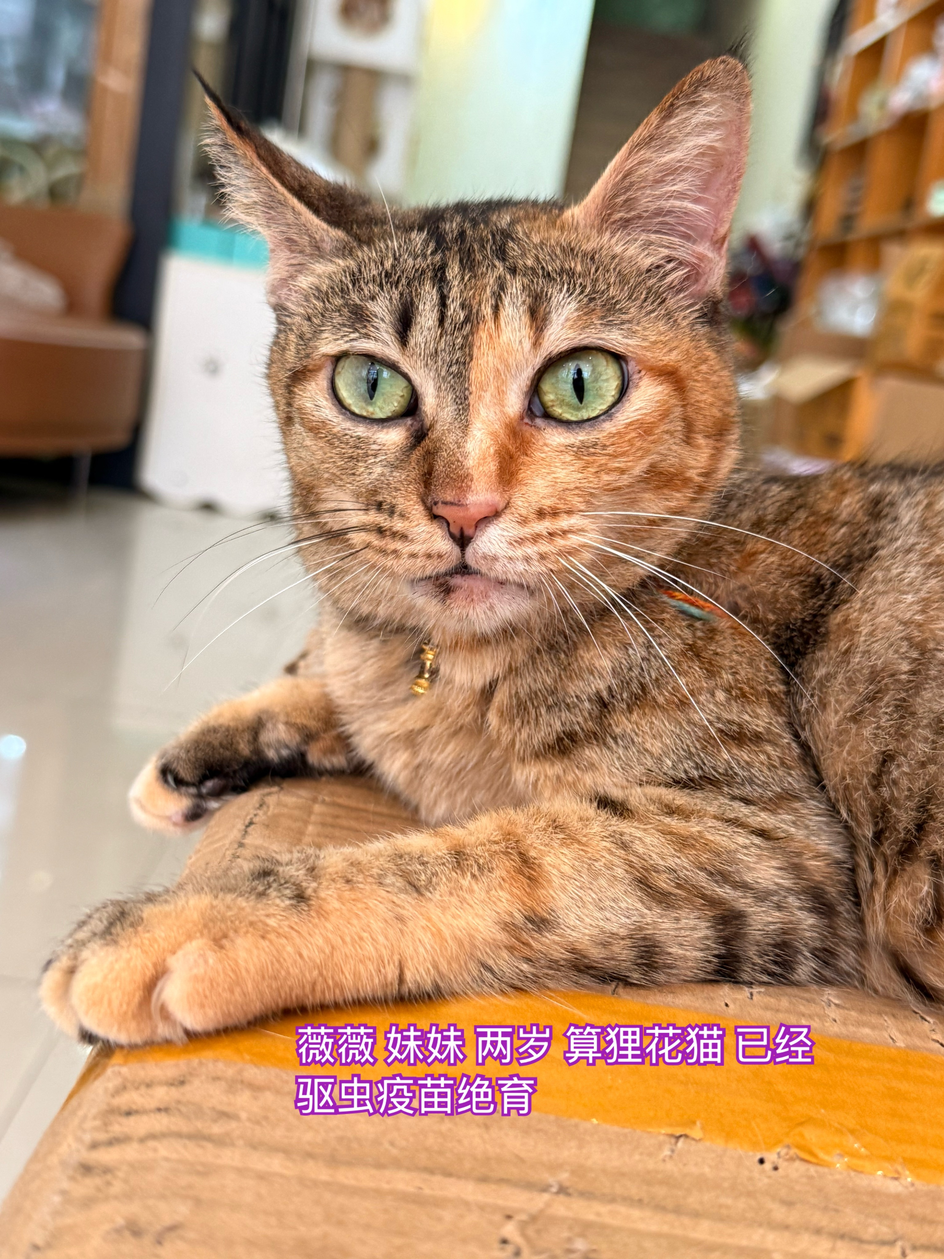 有你喜欢的小猫吗？帮帮流浪的孩子们有个家，感谢！领养微信：14775905716