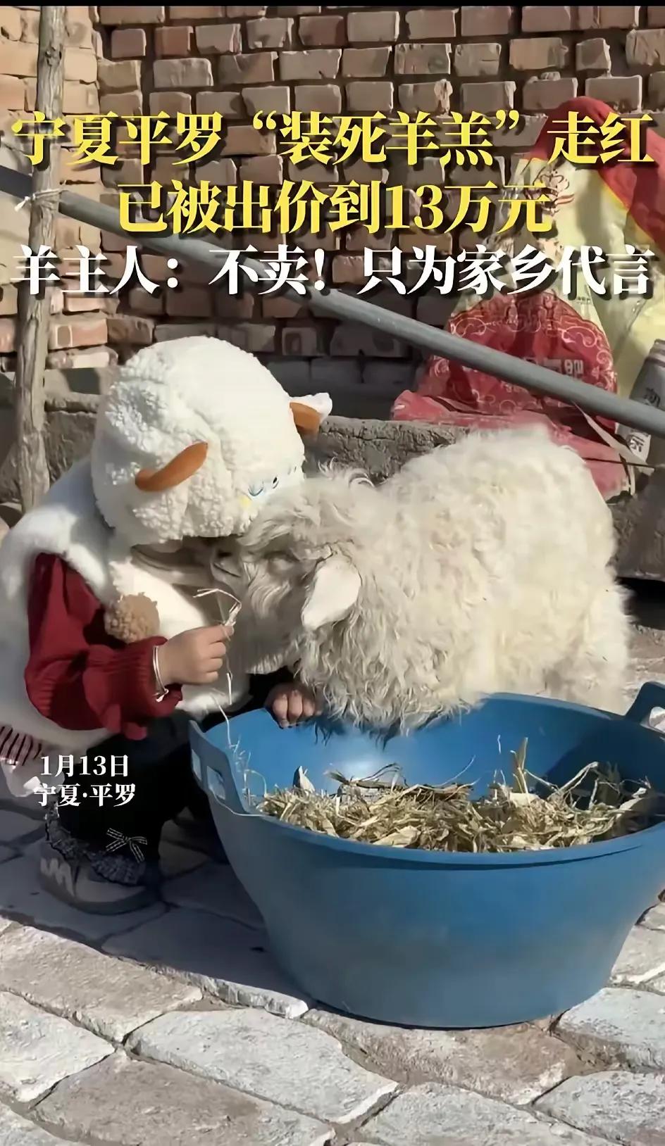 13万就想购买装死的小羊，简直是异想天开！宁夏平罗县宝丰镇中方村成了全国人民的网