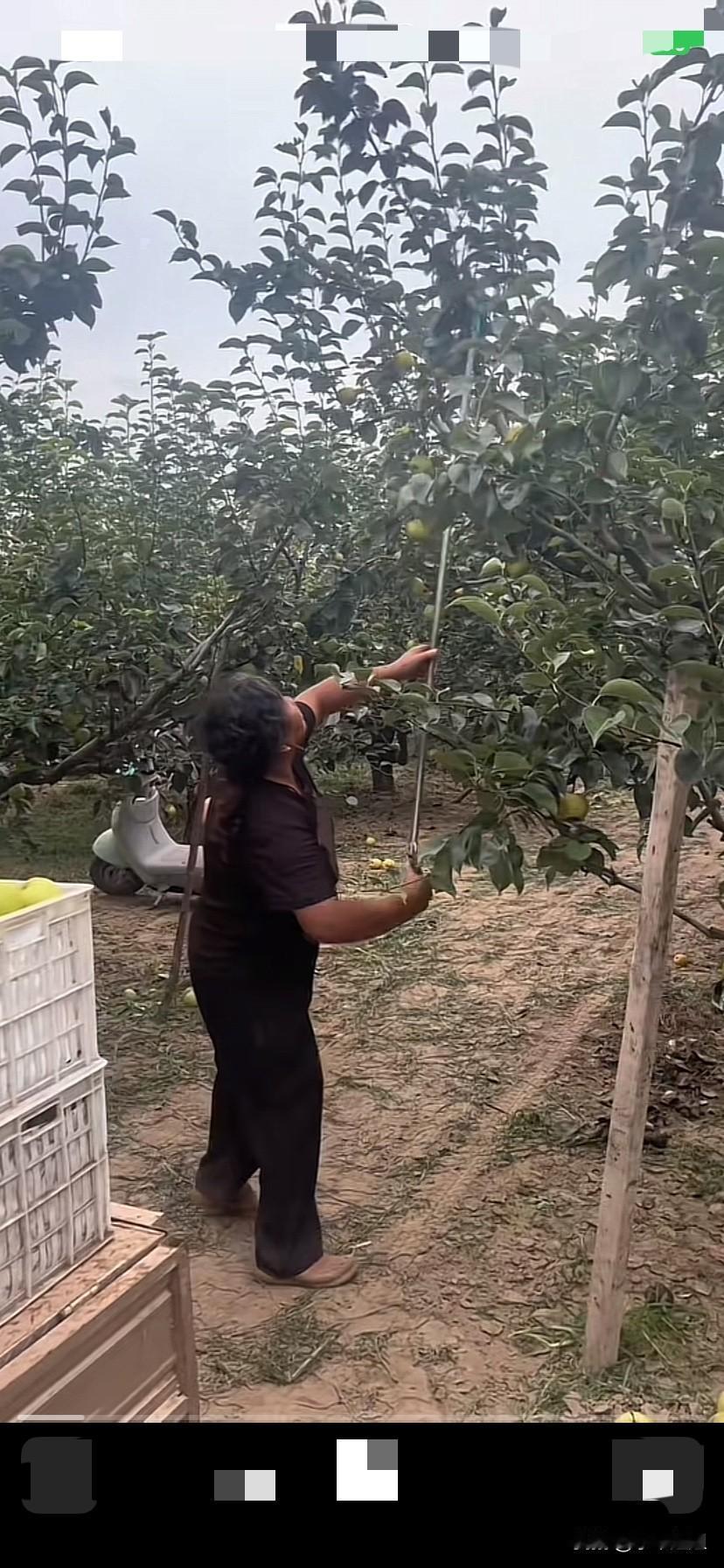 昨天厉怀远邻居婶婶，高兴的在梨树地里，快乐的用工具把梨子一个个摘下来！漂亮的大梨