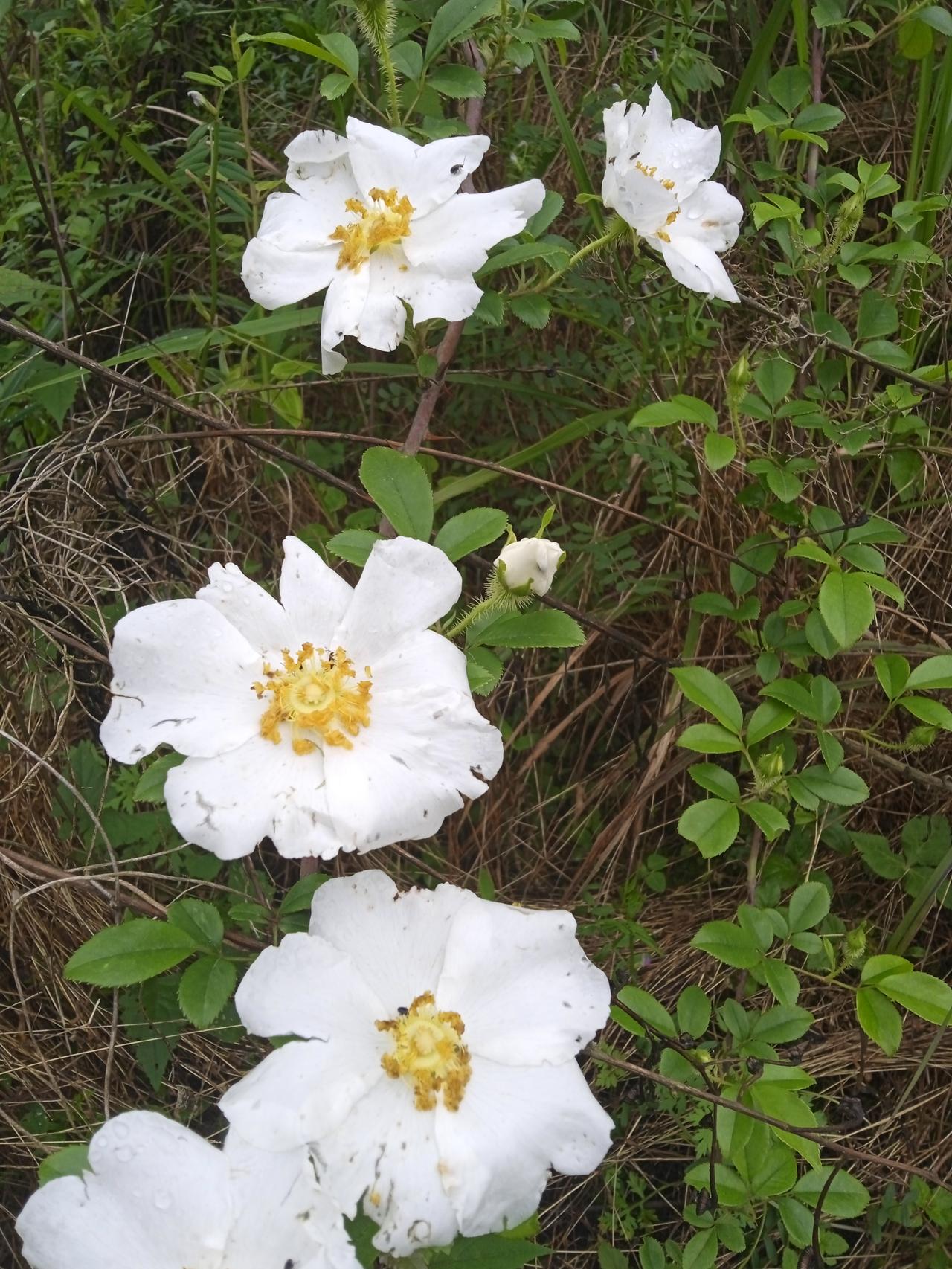 现在有的人的墓比烈士的墓修得还豪华，高大豪华的墓碑，刻着子孙后代的名字，整个墓是