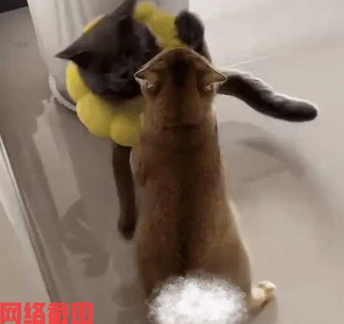 河南有女子家中的母猫正在生崽。

此刻母猫正在努力为自己的孩子出生而拼命，唯独公