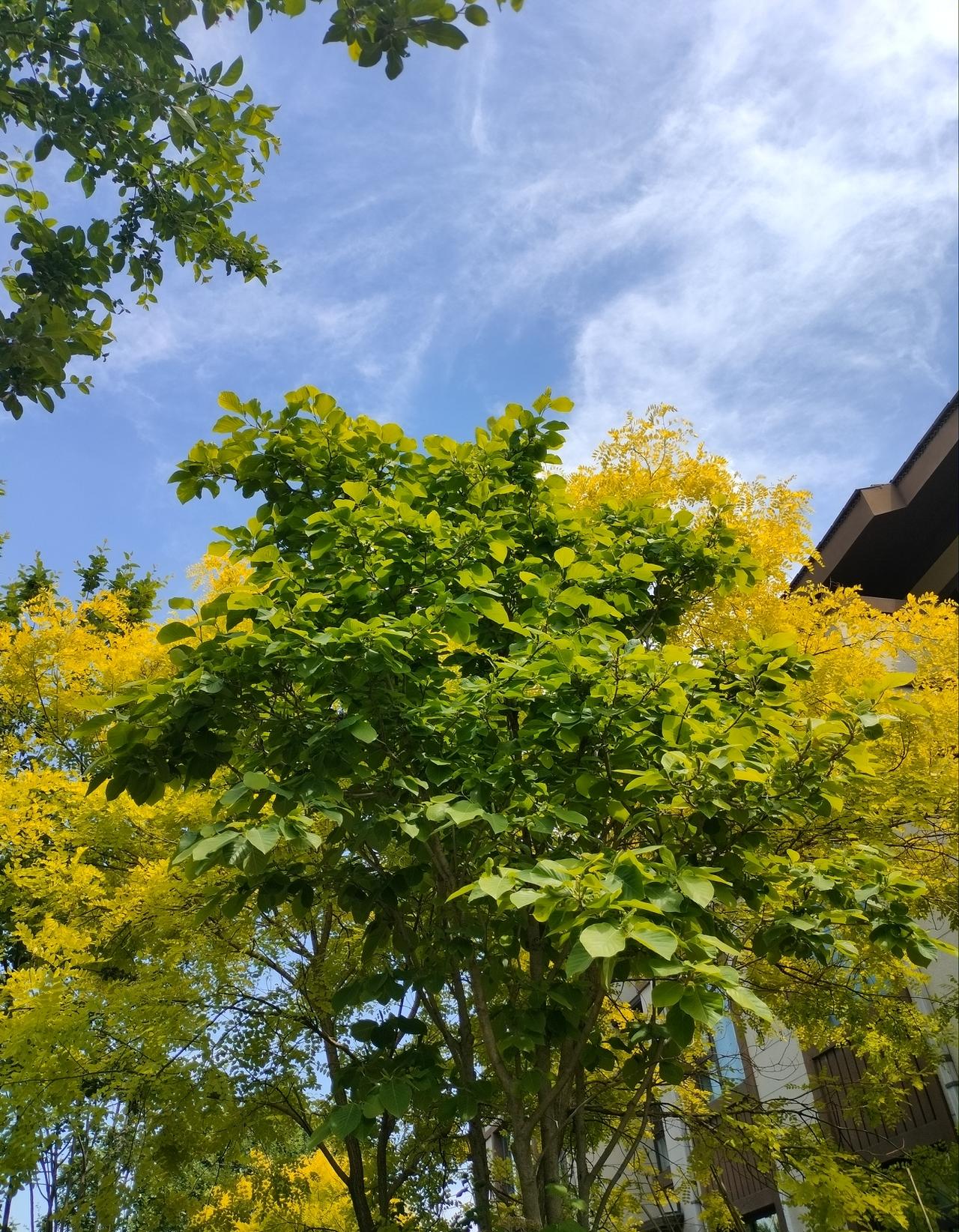 晒晒今日的天空今天的天空格外蓝，在蓝天的大背景下，树的颜色也变得格外鲜艳，家门口