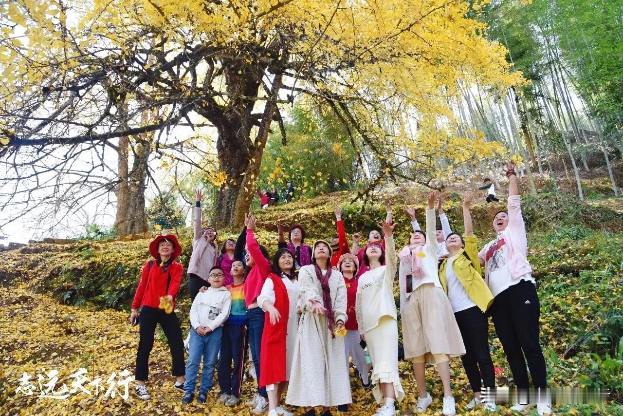 这些年，跟着“志远天下行”一起去过的福建银杏扫“黄”地：尤溪龙门场、大田万宅村、