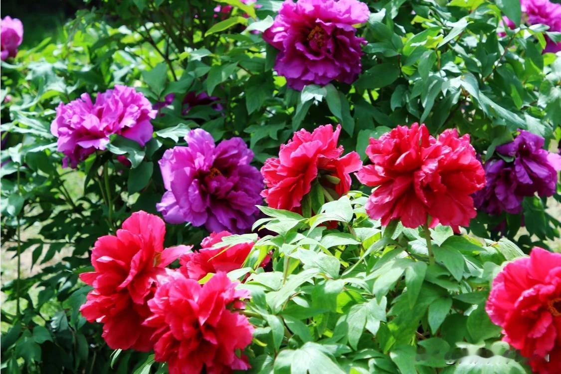 人老了，孩子们也都大了，他们都有自己的家，自己的孩子，自己的事业，自己的生活。他