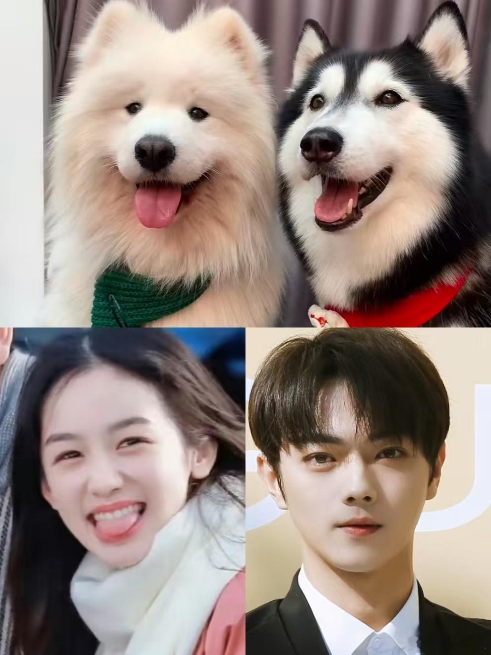 一瓯春捅了小狗窝了许凯周也耶耶大战哈士奇 这也太贴切了哈哈哈哈哈 