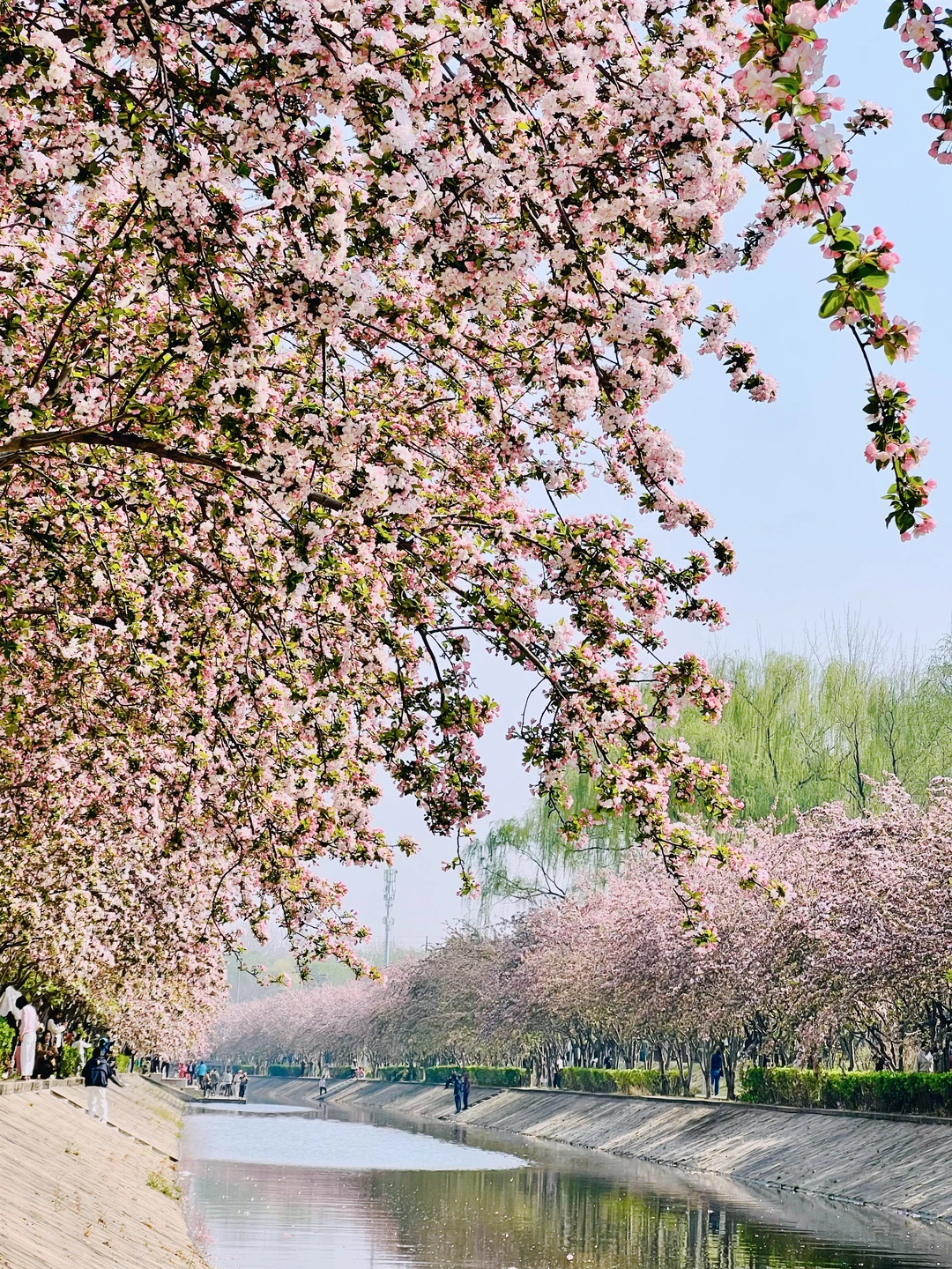 4.4实拍❗望京海棠花溪🌸全面盛花
