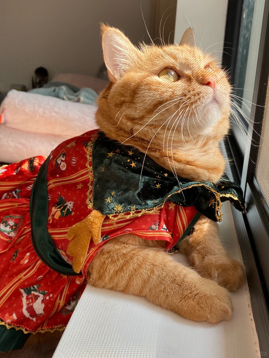 宠物圣诞｜小猫咪开始叮叮当🔔