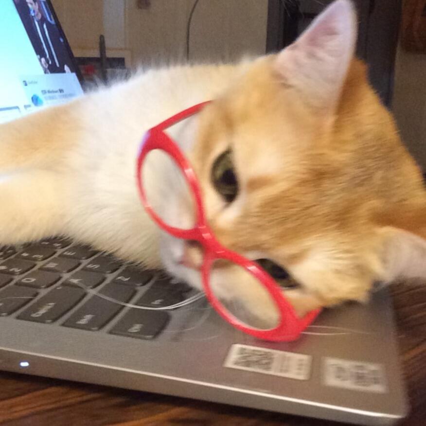 猫咪的世界里什么时候下小鱼(៸៸◜𖥦◝៸៸)੭ﾞ 