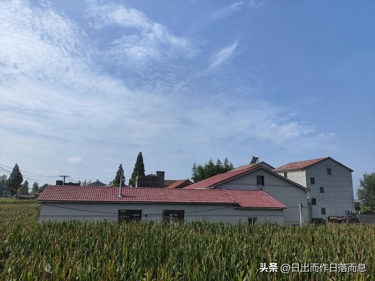 持续高温
站在树荫下
不一会儿就冒汗
三伏天太热了太爽了