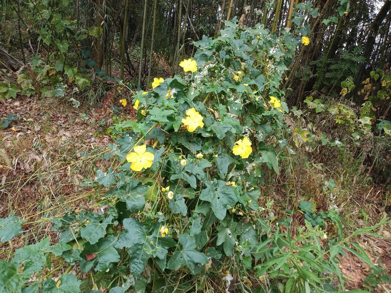 丝瓜
农历已是九月十六，寒露节气也已到三侯“菊有黄华”，而丝瓜却黄花盛开，大有初