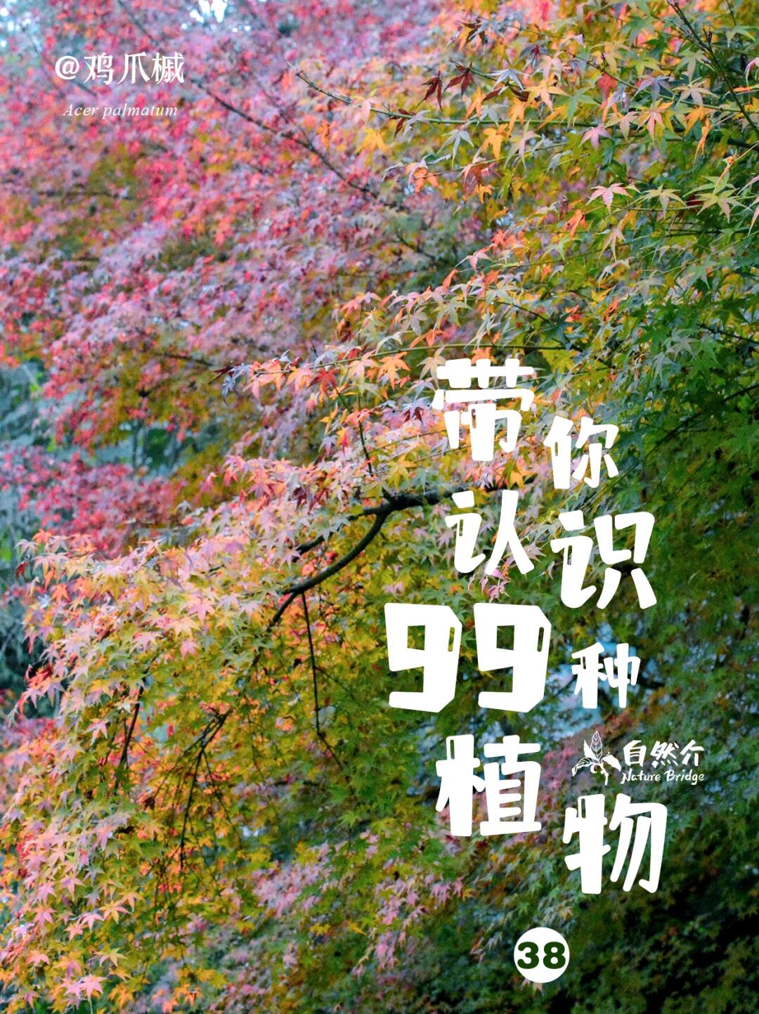 带你认识99种植物