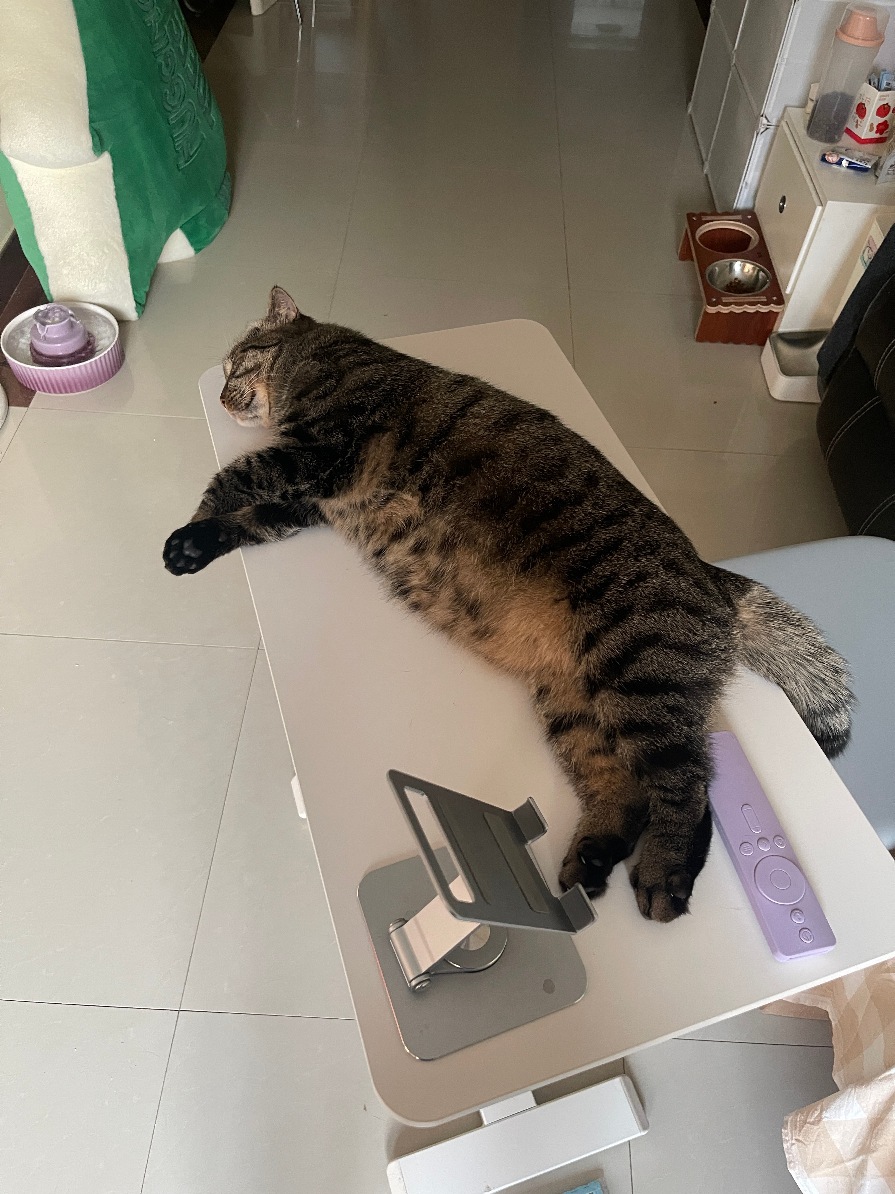 大狸子鱼搁浅 